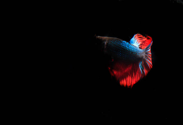 istock Beautiful Blue and Red Betta, Cupang or Siamese Fighting fish, at Black background 1287733620
