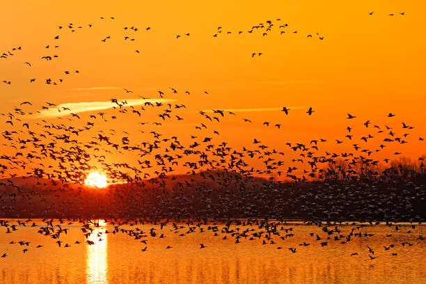 istock Snow Geese Flying at Sunrise 1287734616