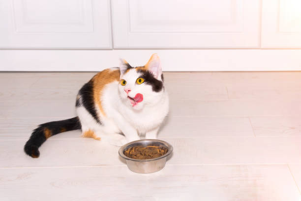 istock Cute tricolor kitten eating dry food 1287736324