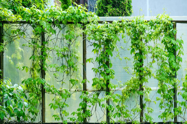 istock Grape vine curls on a fence at home, summer nature 1287737937