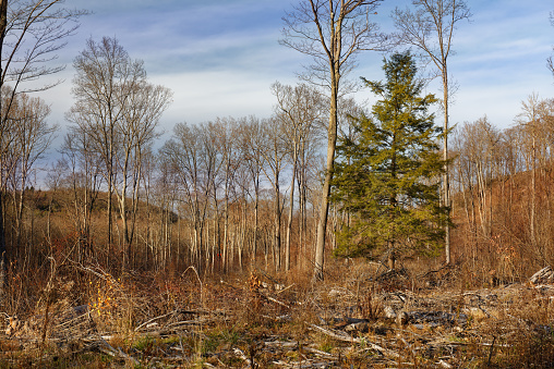 Barren forest hillside landscape after selective logging of mature trees with seed trees remaining. Pennsylvania, PA, USA.