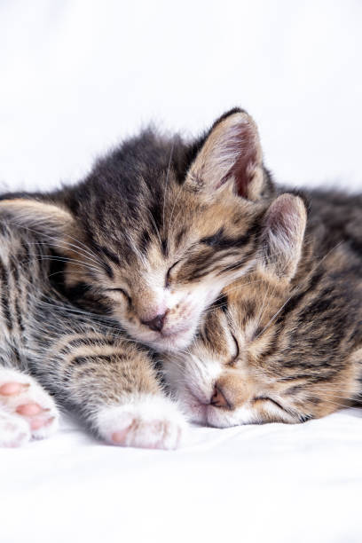 istock Two small striped domestic kittens sleeping at home lying on bed white blanket. Concept of cute adorable pets cats. Vertical 1287746862