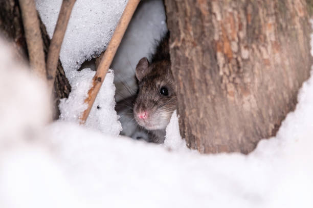 istock The rat looks out of its burrow. 1287750220
