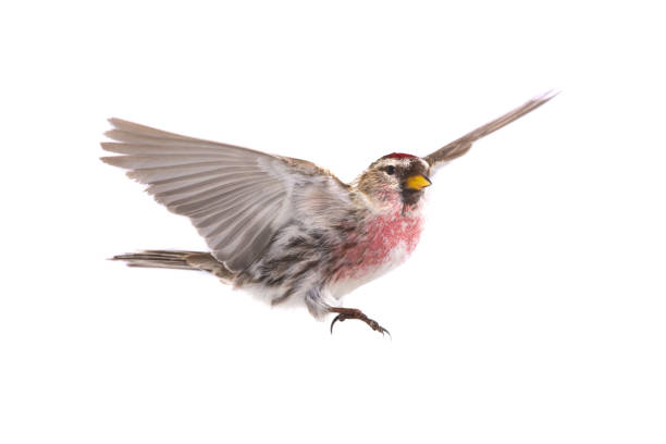 istock Eurasian Linnet in flight isolated on white background. 1287753837