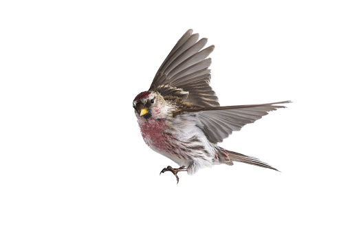 Linnet In Flight Eurasian Linnet In Flight Isolated On White Background Stock Photo ...