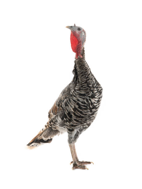 istock female turkey stand on white background 1287753846