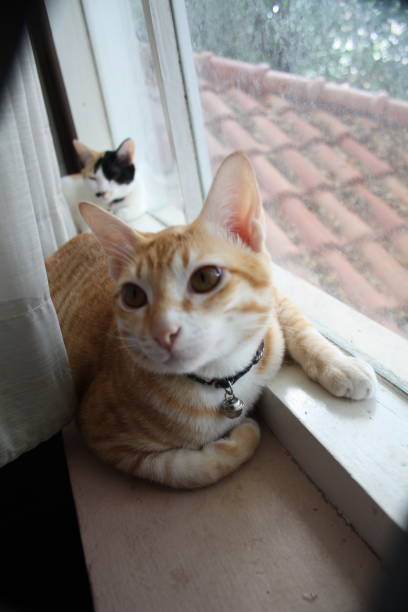 istock Cat sitting in the house by the window 1287759776