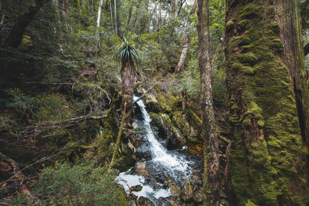 istock Rugged green forest at Cradle Mountain, Tasmania, Australia 1287761205