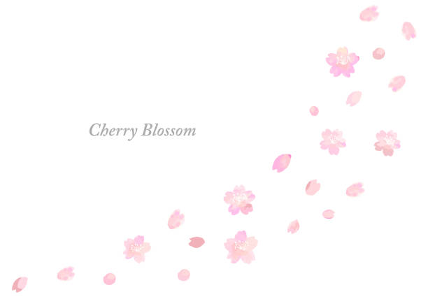 aquarell-dusche von fallender kirschblüte - kirschbaum stock-grafiken, -clipart, -cartoons und -symbole