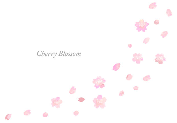 watercolor shower of falling cherry blossom hand painted watercolor shower of falling cherry blossom patales and leaves illustration sakura matsuri stock illustrations
