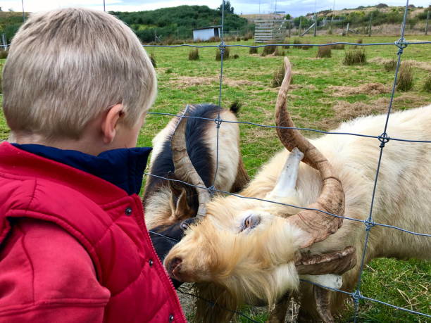 istock Child Feeds a Goat Through Fence 1287763541