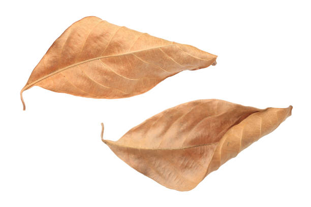istock Brown dry leaves isolated over white background. 1287763813