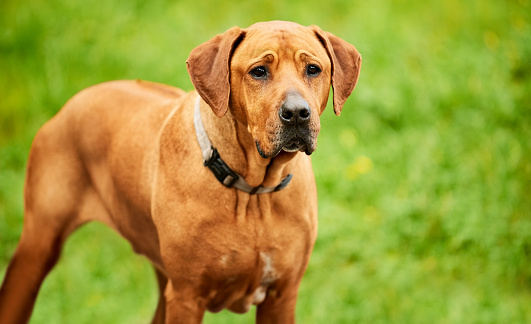 Portrait of a Rhodesian ridgeback dog staring straight at you