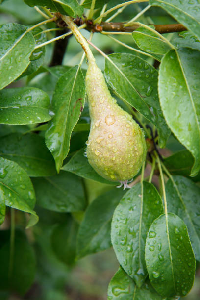 istock Green pear on the tree in summer day. 1287767897