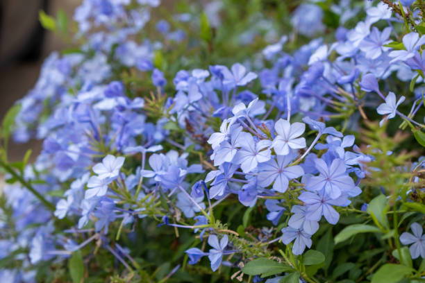 istock Blooming bue jasmine plant in the garden background 1287768876