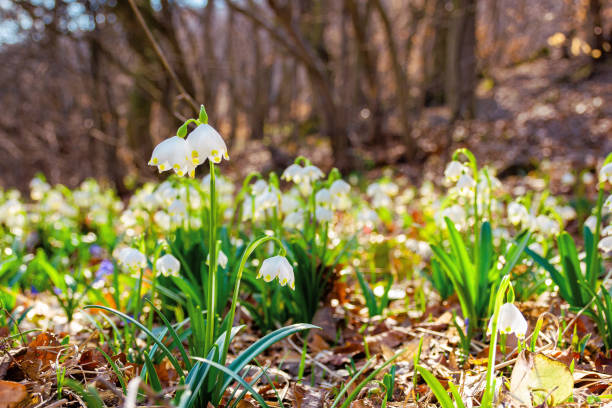 white snowflake flowers in the forest. beautiful nature background on a bright sunny day in spring