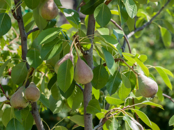 istock Pear tree with fruits in summer day. 1287769289