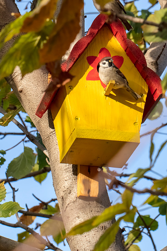 A DSLR photo of a sparrow (Passer domesticus) sitting on a bright yellow birdhouse.