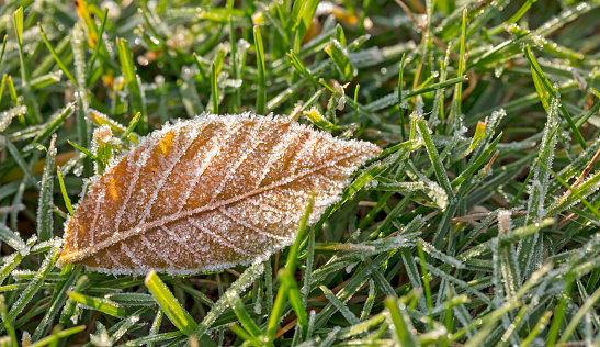 Close-up of dry fallen leaf covered by frost on the grass.