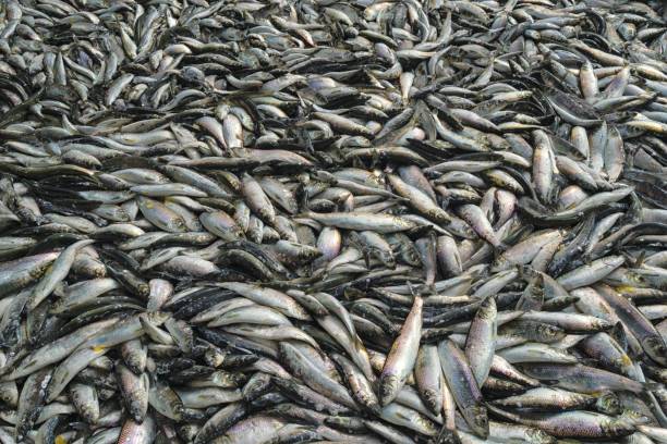 istock Fresh catch of the Pacific herring ( Clupea pallasii ). 1287770933