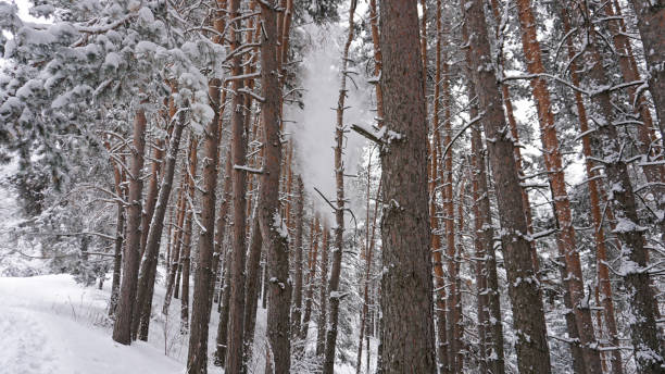 istock White fluffy snow falls in the forest. Festive mood 1287773080