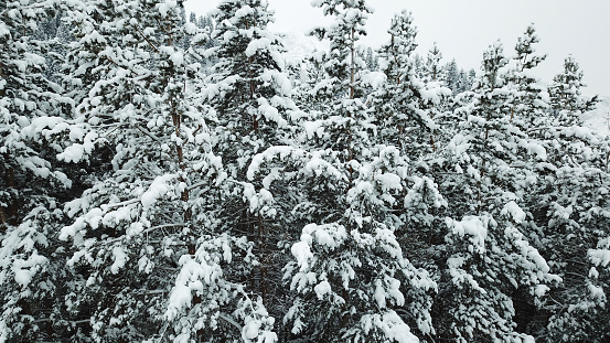 The winter forest is covered with fresh snow. The mountains and hills are completely white. Snow is falling, the sky is gray, everything is foggy. Huge fir trees in the snow. Aerial view from a drone.