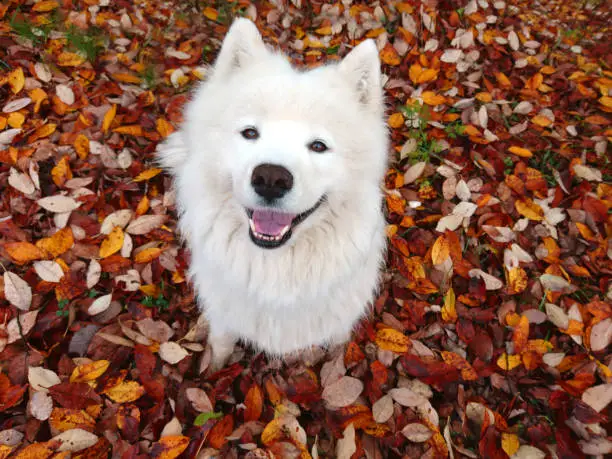 White smiling fluffy Samoyed dog on the background of autumn foliage. A place for a copy of space. Horizontal orientation