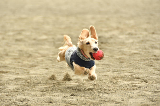 un cane che corre come una mosca in una corsa di cani - pets dachshund dog running foto e immagini stock