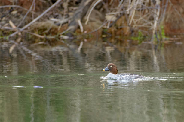 Female Common Goldeneye Duck Female Common Goldeneye Duck swimming in the lake waters of its natural habitat female goldeneye duck bucephala clangula swimming stock pictures, royalty-free photos & images