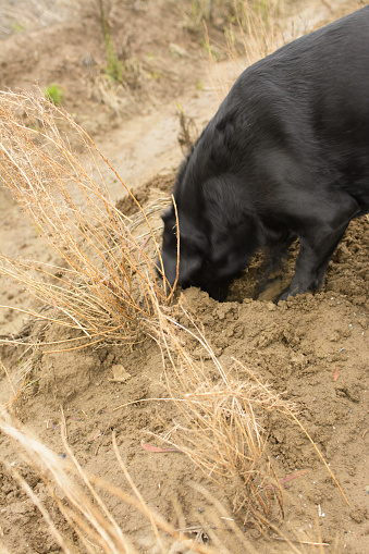 Labrador Digging Black Labrador Dogs Digging Stock Photo - Download Image Now - Animal ...