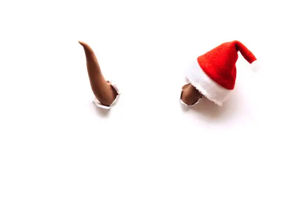 Two brown bull horns break through the white background.On one horn is a Santa Claus hat.Bull as a symbol of the New year 2021.Creative New Year and Christmas concept.