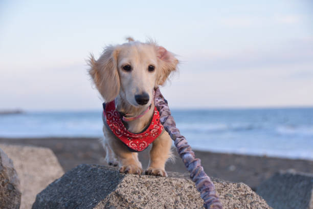 istock A dog staring at me 1287779611