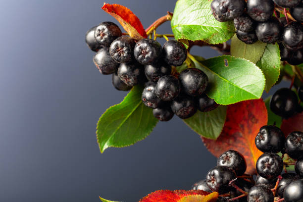 istock Black chokeberry (aronia melanocarpa) with leaves on a dark background. 1287781057