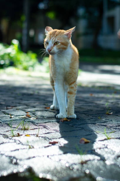 istock portrait of cat in park 1287781359