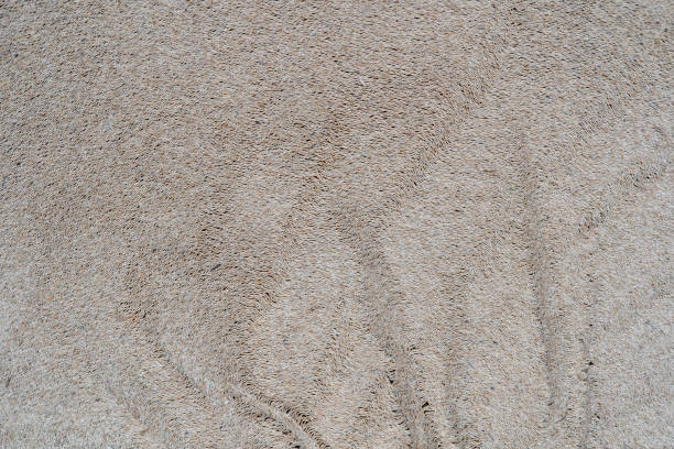 istock Top view roll of toilet paper, macro 1287784446