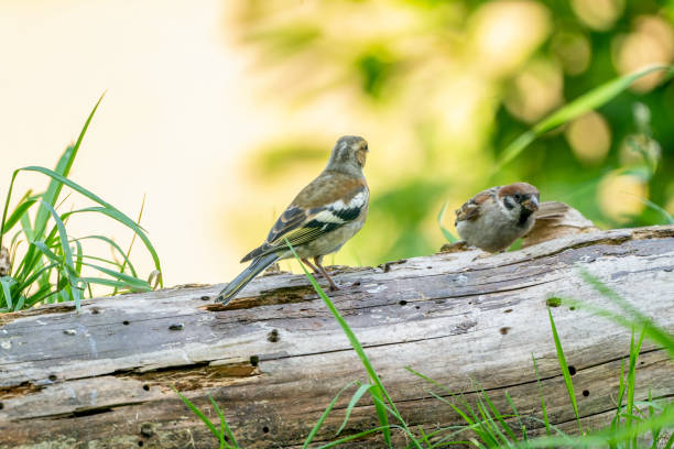 istock Two Greenfinches are sitting on a tree trunk. grass in front of and behind the tree trunk 1287785134
