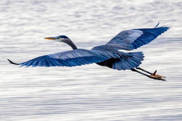 istock great blue heron flying over sea water, Delta, BC, Canada 1287787336
