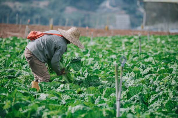 istock Asian male farmers picking up and packing cabbage with newspaper on fields 1287788454