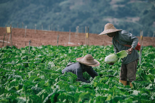 istock Asian male farmers picking up and packing cabbage with newspaper on fields 1287788560