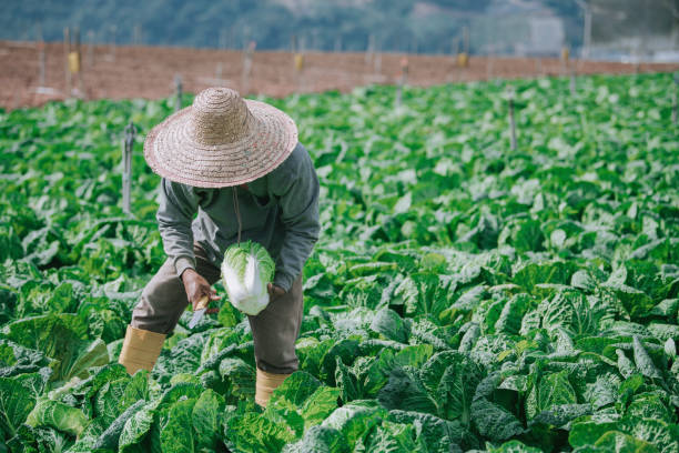 istock Asian male farmers picking up and packing cabbage with newspaper on fields 1287788787