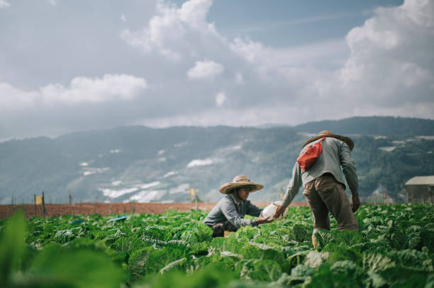 istock Asian male farmers picking up and packing cabbage with newspaper on fields 1287789033
