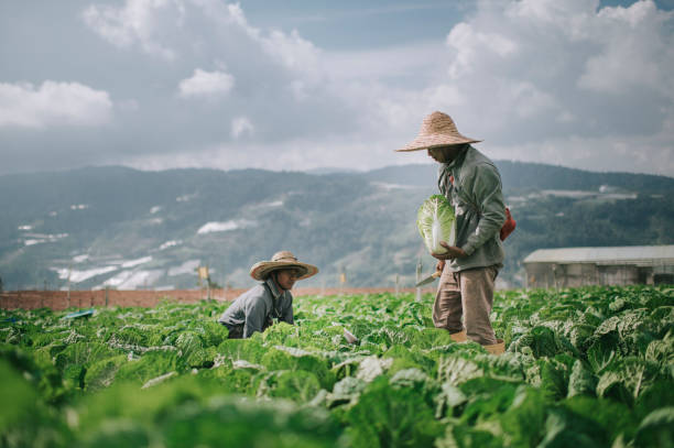 istock Asian male farmers picking up and packing cabbage with newspaper on fields 1287789214