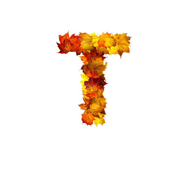 istock Colorful autumn leaves isolated on white background as letter T. 1287789241