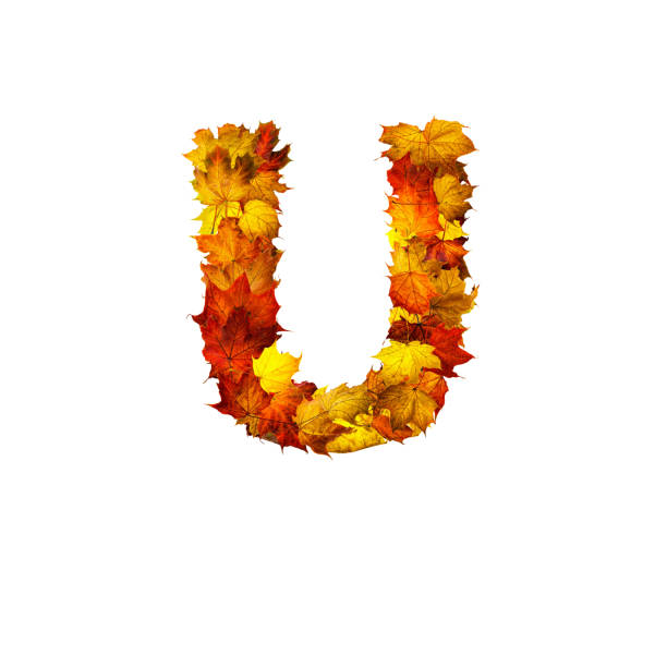 istock Colorful autumn leaves isolated on white background as letter U. 1287789246