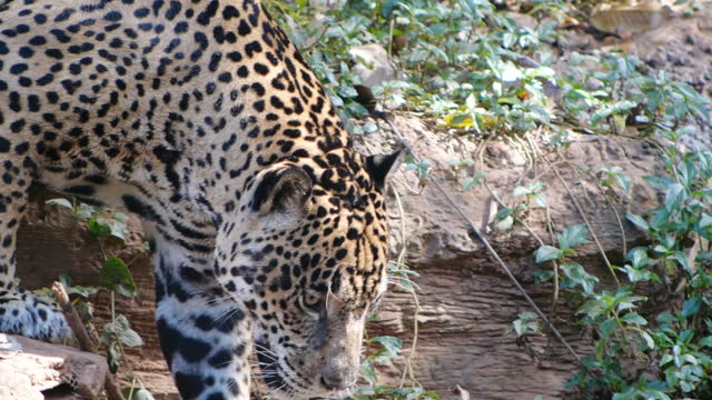 Jaguar walking slow motion