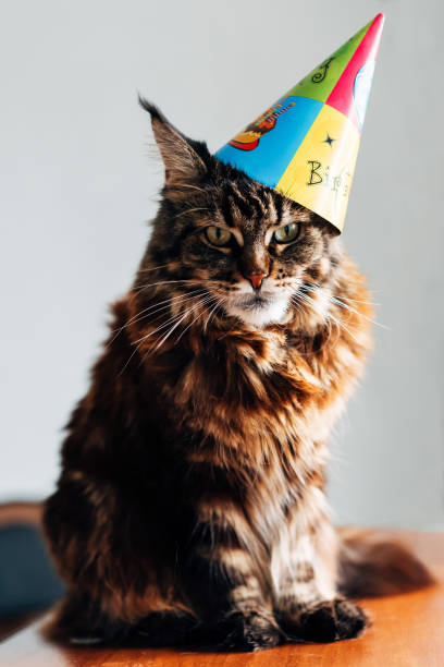 istock Birthday of the cat 1287791899