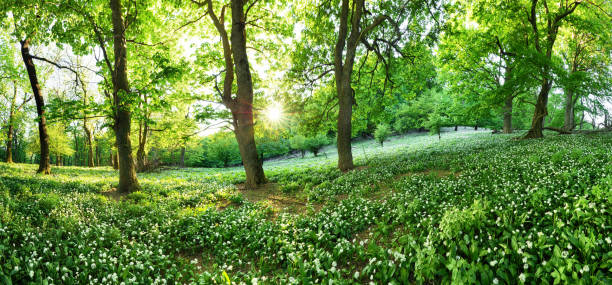 istock Spring forest with blooming white flowers and sun. Wild garlic - Carpathian mountain 1287792887