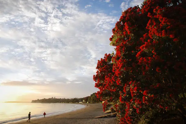 Photo of People walking on Takapuna beach in the morning with Pohutukawa flowers in full bloom