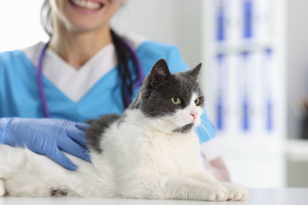 istock There is cat on the vet's desk in the office. 1287793887