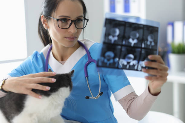 istock Veterinarian examines the x-ray next to the cat. 1287793890